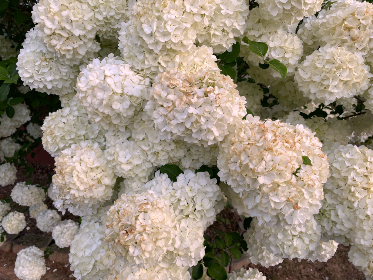 九草视频在线观看