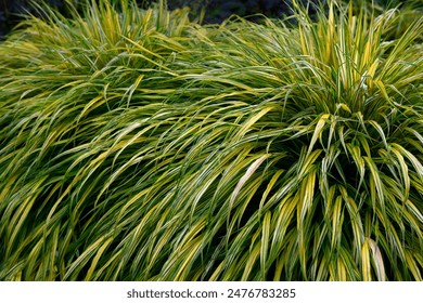 天仙tv导航免费：畅享无限影视资源，轻松找到你喜欢的节目