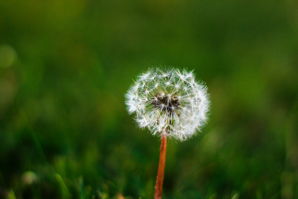 天仙配 在线观看：畅享经典神话爱情故事的精彩瞬间