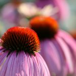 帝王特色spa是飞机还是汽车:探索奢华养生的多元选择与体验 8sagg3tlcp