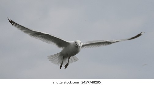 帝王会所导航：领略唐诗宋词的雅致风情