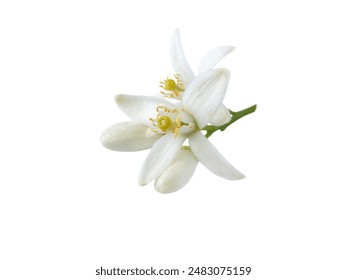 帝王导航唐诗宋词解读：穿越千年文化，领悟古韵之美与智慧