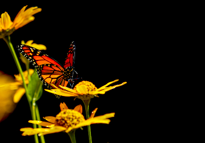 六漫画推荐：好看的热门漫画《斗罗大陆》深度解析与精彩点评