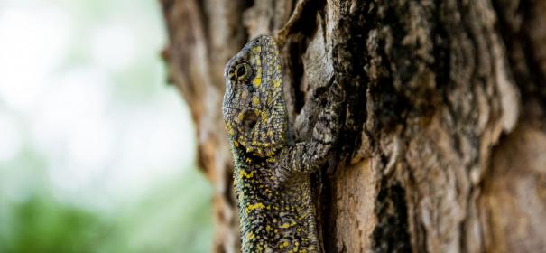 如何安全下载picacg哔咔官网入口及使用指南