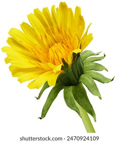 天仙tv导航直播：畅享高清直播，尽在指尖的视听盛宴