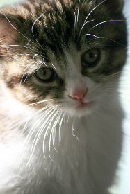 如何解决Fulione切换账户时遇到的问题与技巧