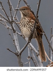 如何安全下载奈飞安卓版：官方指南与步骤详解