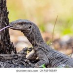 努努影视APP:畅享海量影视资源的最佳选择 vgv4d26zuv