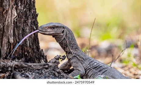 努努影视APP：畅享海量影视资源的最佳选择