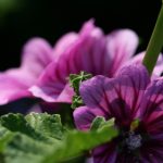 探索小狐狸Pixaloop的创意世界:让你的照片动起来 80ueo