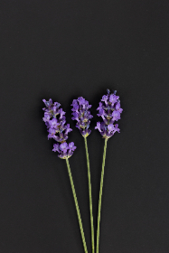 探索不良研究所引航官网的深度与广度