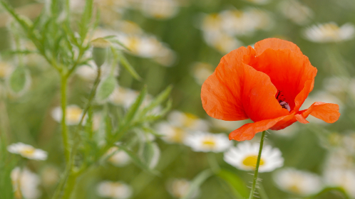 探索Mirror游戏的世界：玩法、特色与魅力