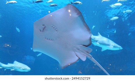 探索欧乐影视官网：畅享最新影视资源与精彩内容