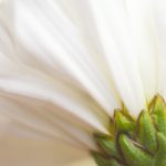 探索Iwara Ecchi:二次元文化中的激情与创意 ph12c