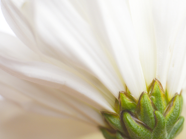 探索Iwara Ecchi：二次元文化中的激情与创意