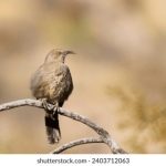 探索无名网繁体地址的使用与安全性 qvo5mx8wh