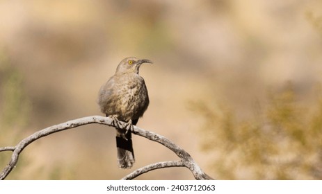 探索无名网繁体地址的使用与安全性